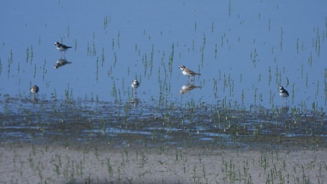 Semipalmated Plover - ML615706276