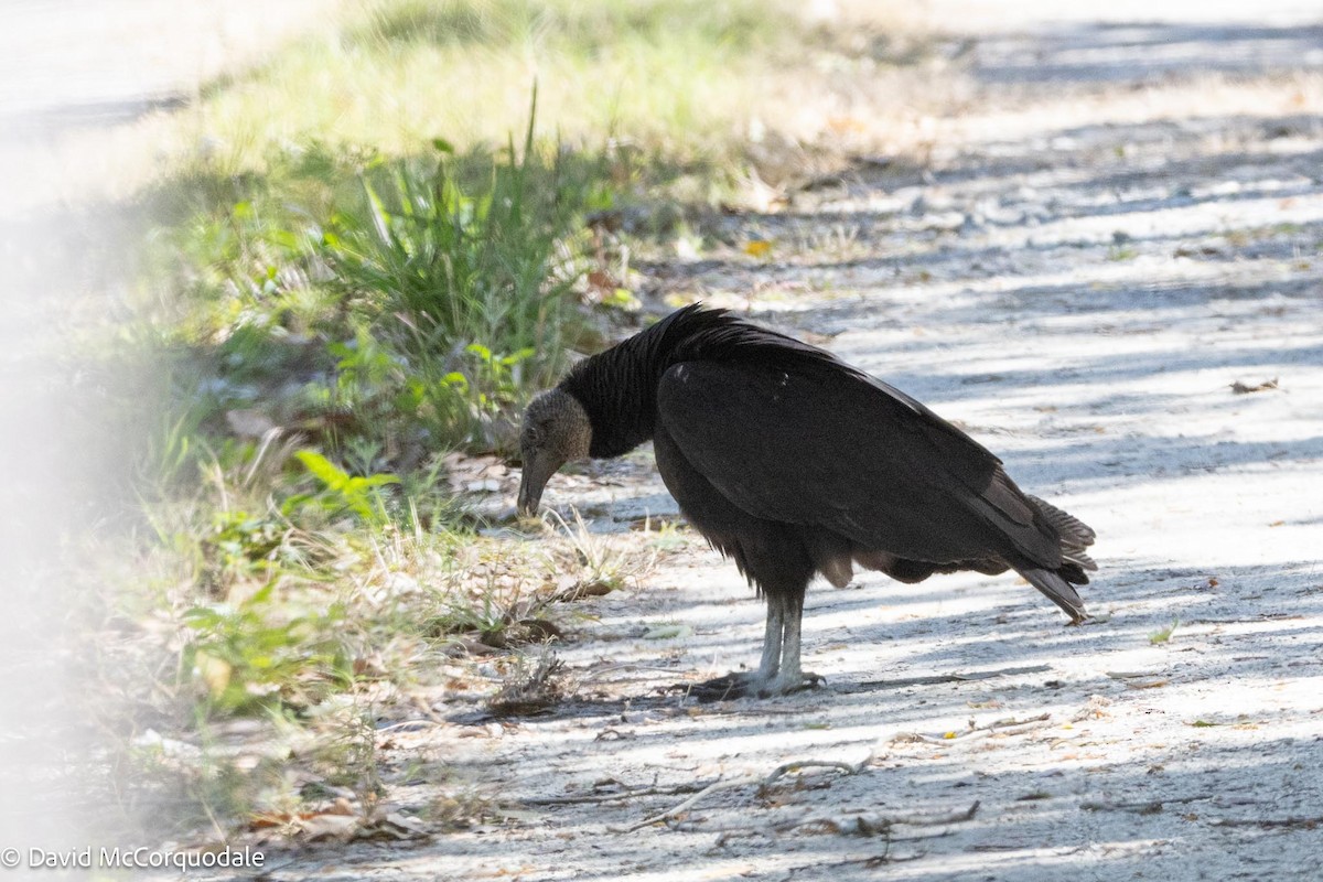 Black Vulture - ML615706277