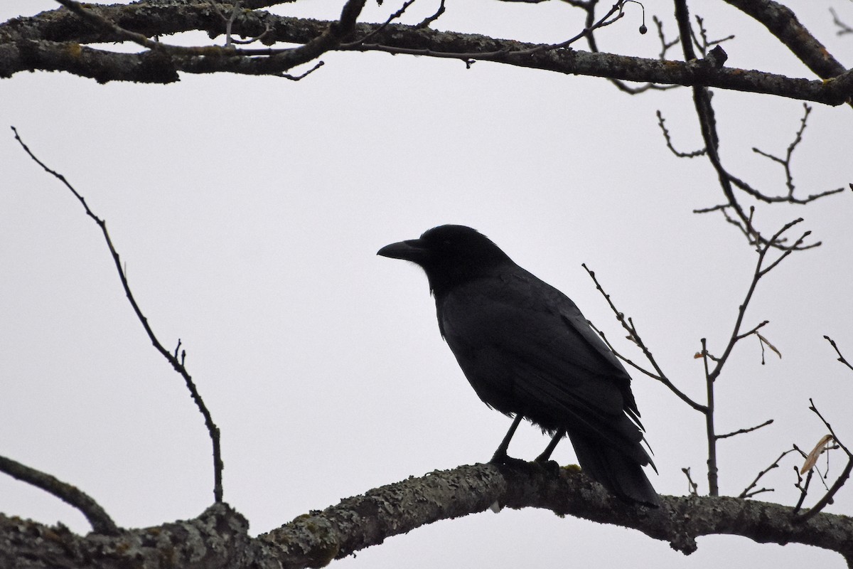 American Crow - ML615706292