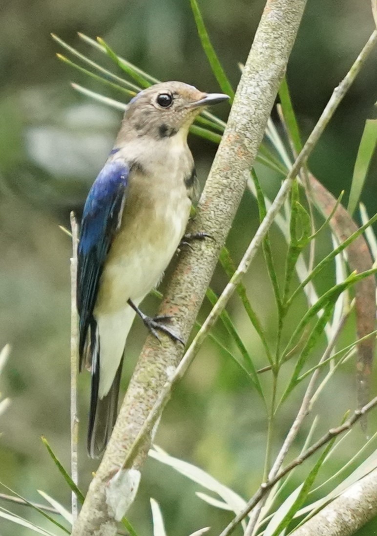 Blue-and-white Flycatcher - ML615706309