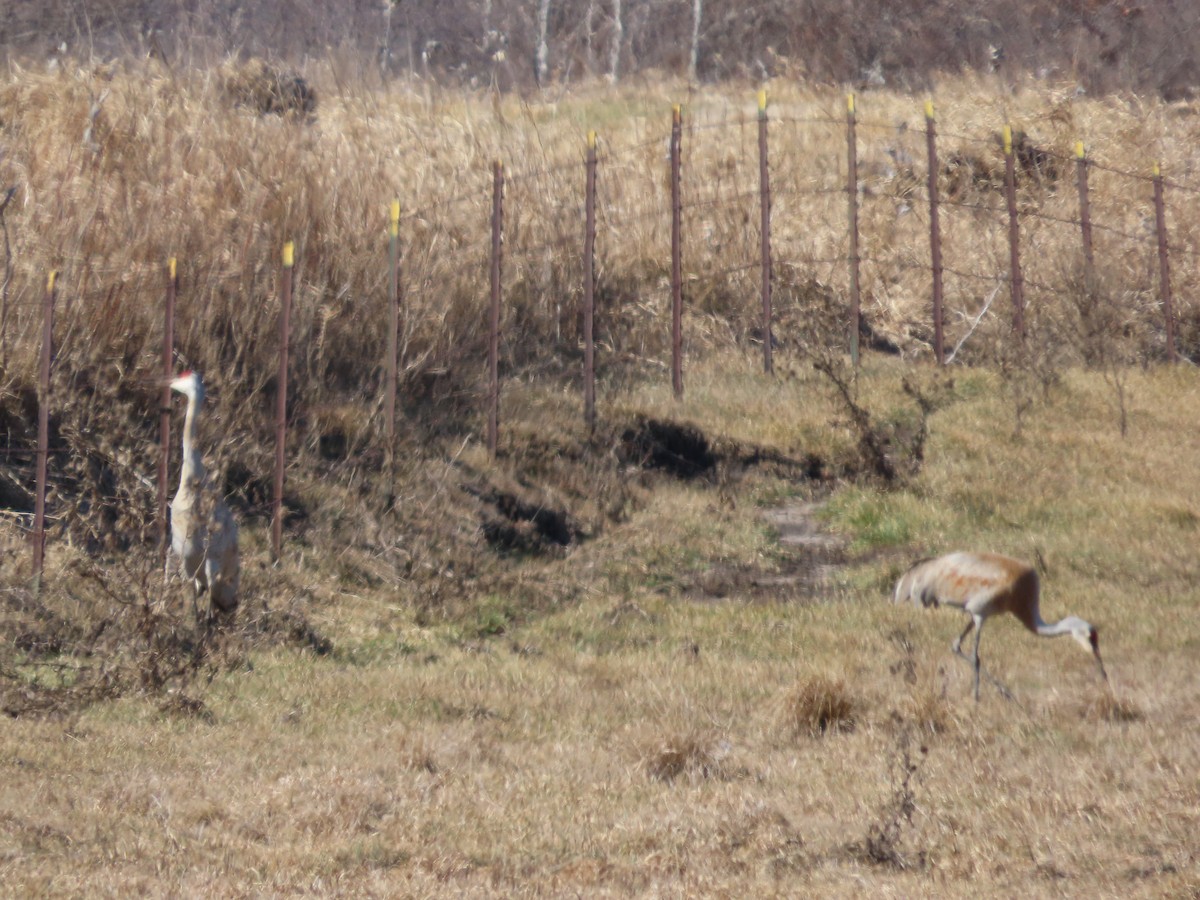 Sandhill Crane - ML615706317