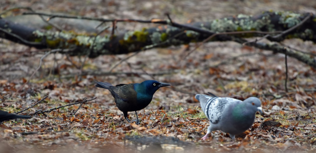 Common Grackle - Norma Van Alstine