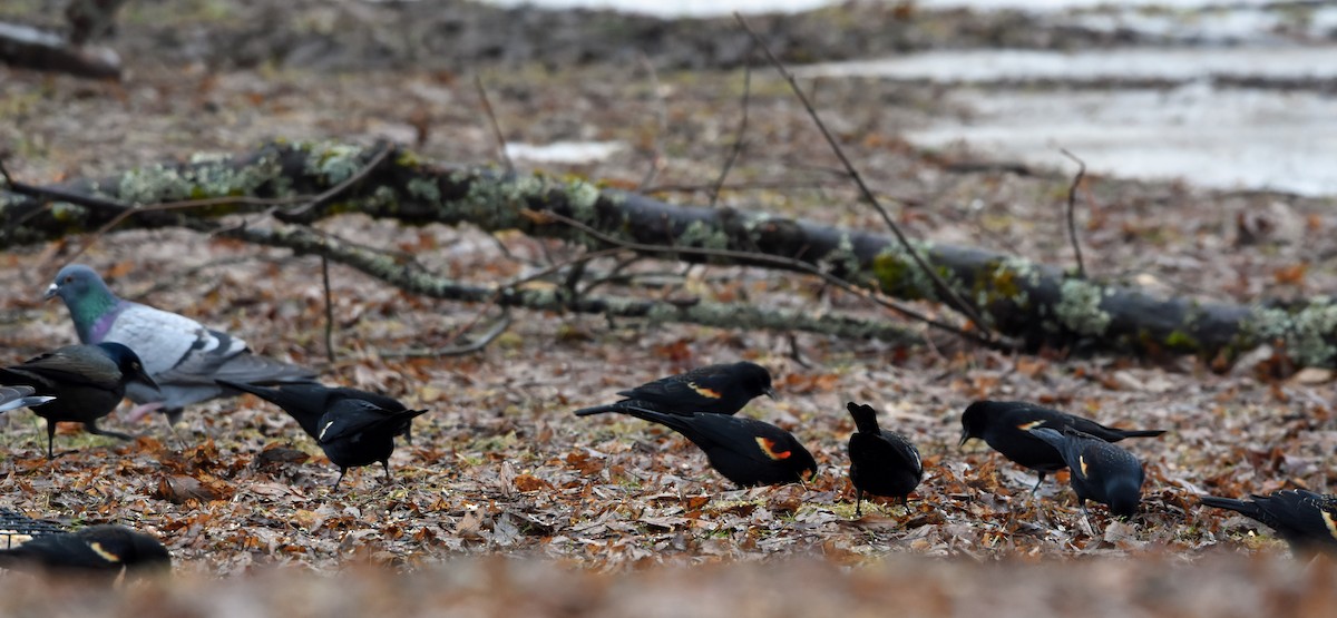 Common Grackle - Norma Van Alstine