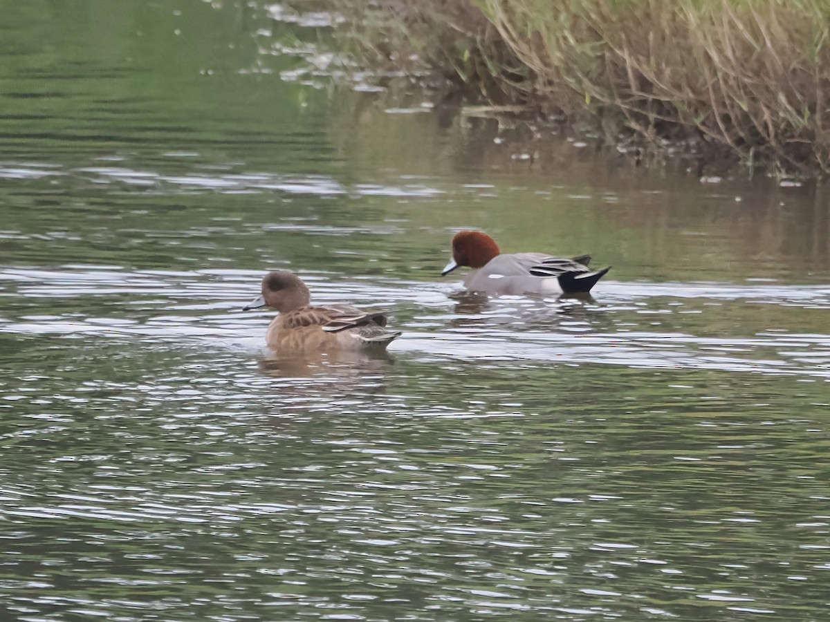 Eurasian Wigeon - ML615706332