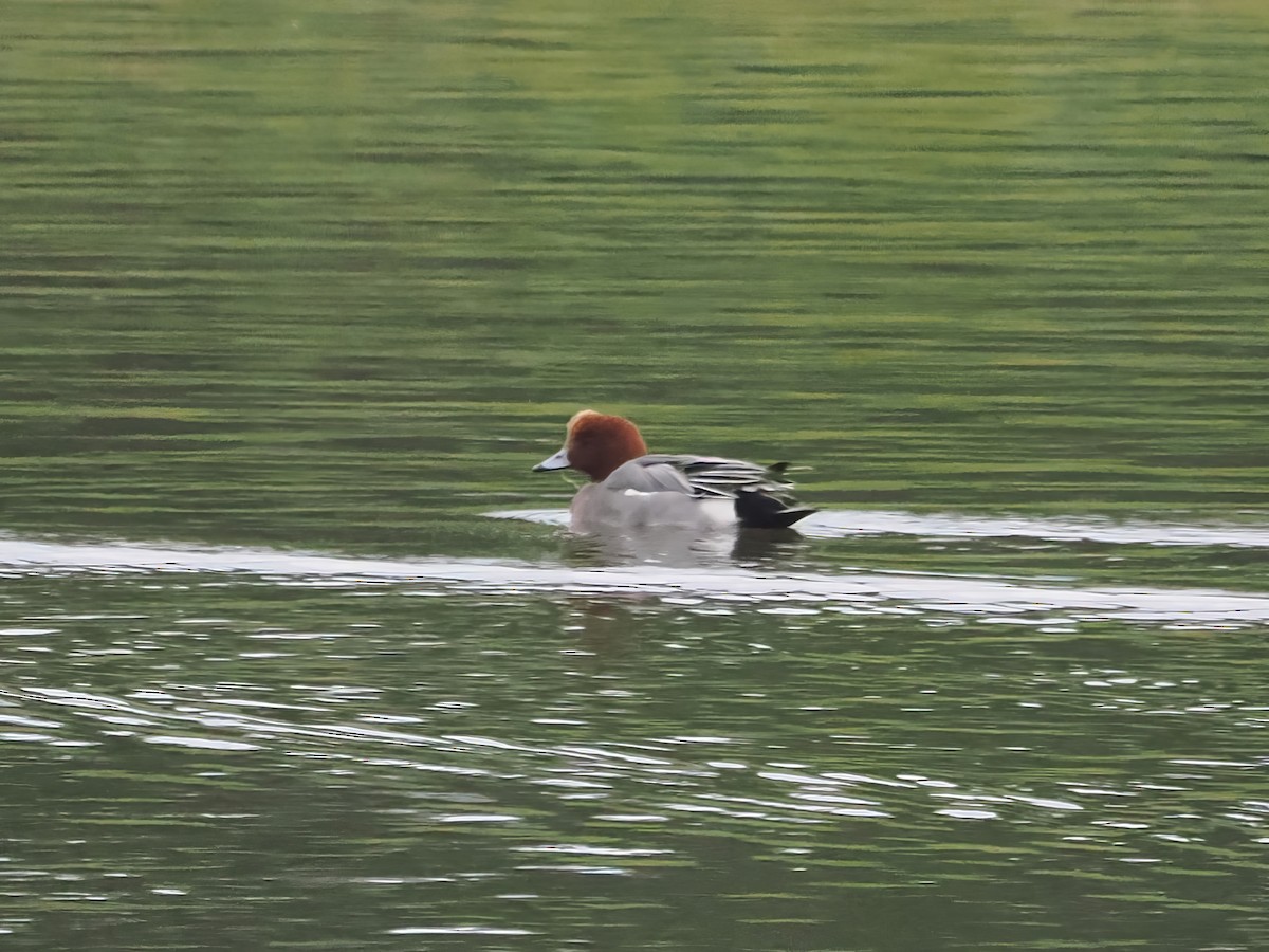 Eurasian Wigeon - ML615706333