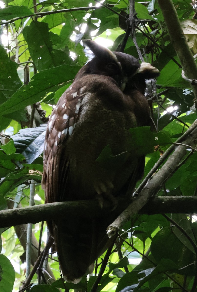 Crested Owl - ML615706351