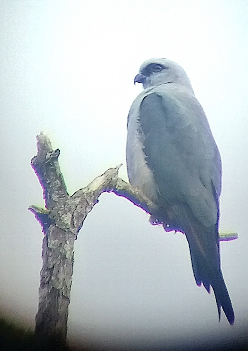 Plumbeous Kite - ML615706373