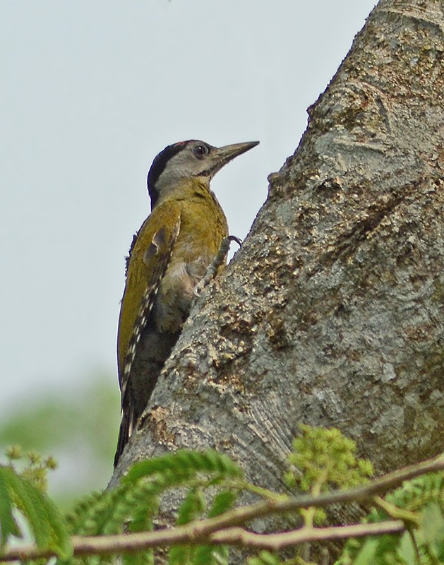 Gray-headed Woodpecker - Rejaul Karim