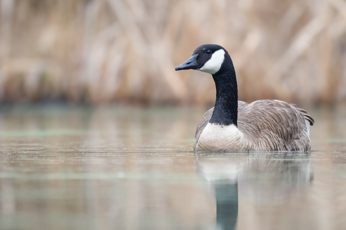 Canada Goose - Brad Imhoff