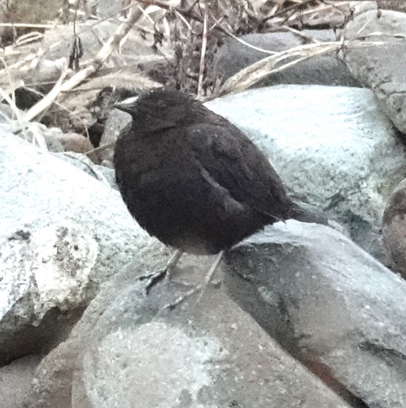 Brown Dipper - Mark Robbins