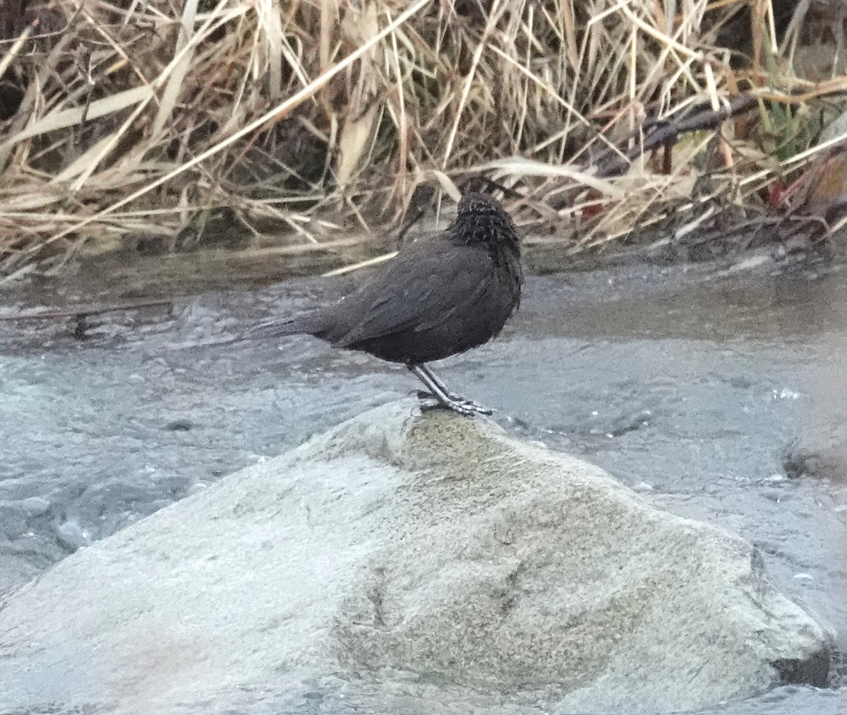 Brown Dipper - ML615706528