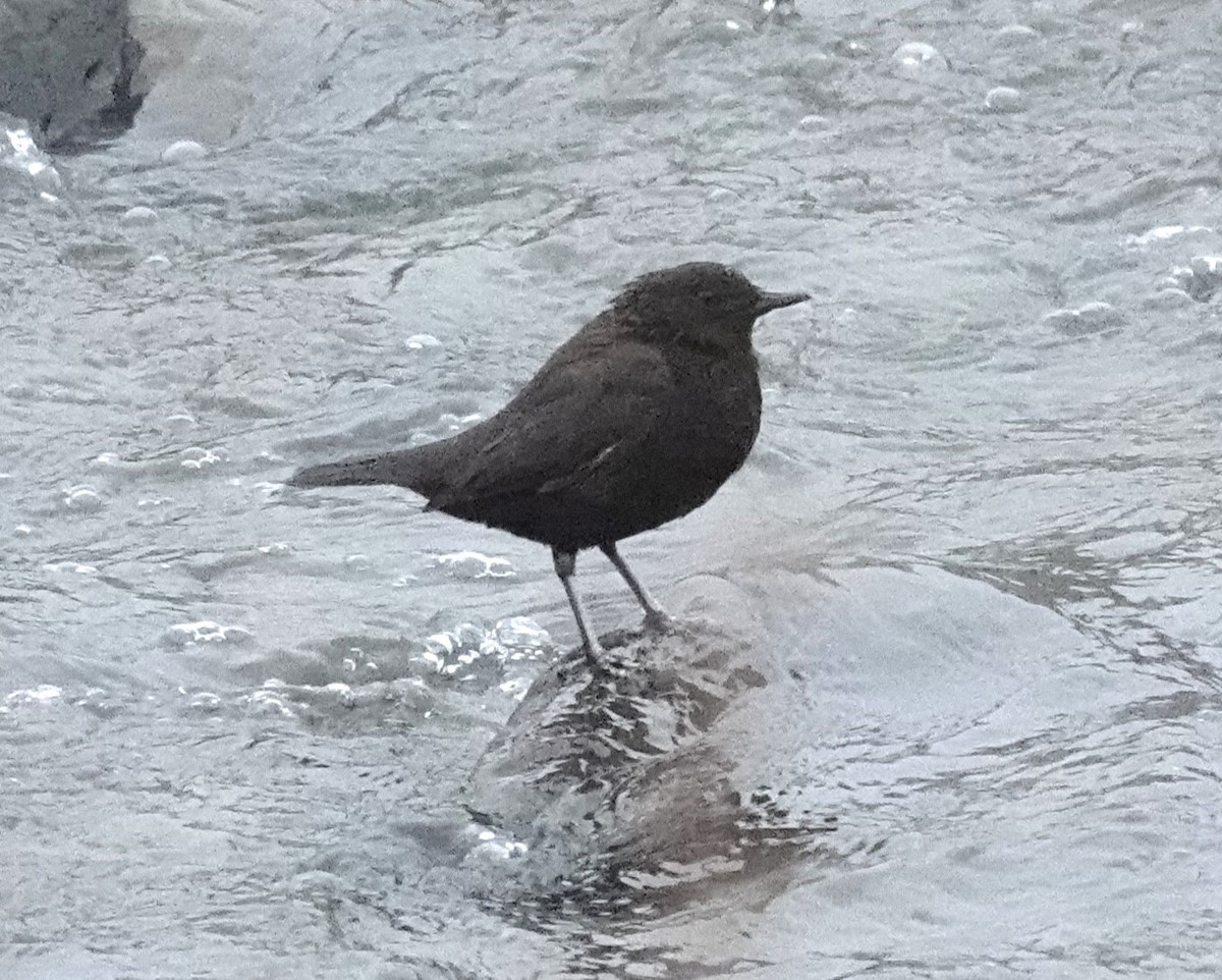 Brown Dipper - ML615706532