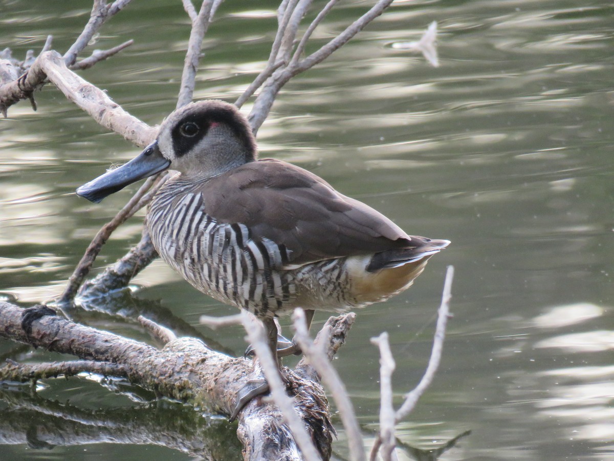 Pink-eared Duck - ML615706541