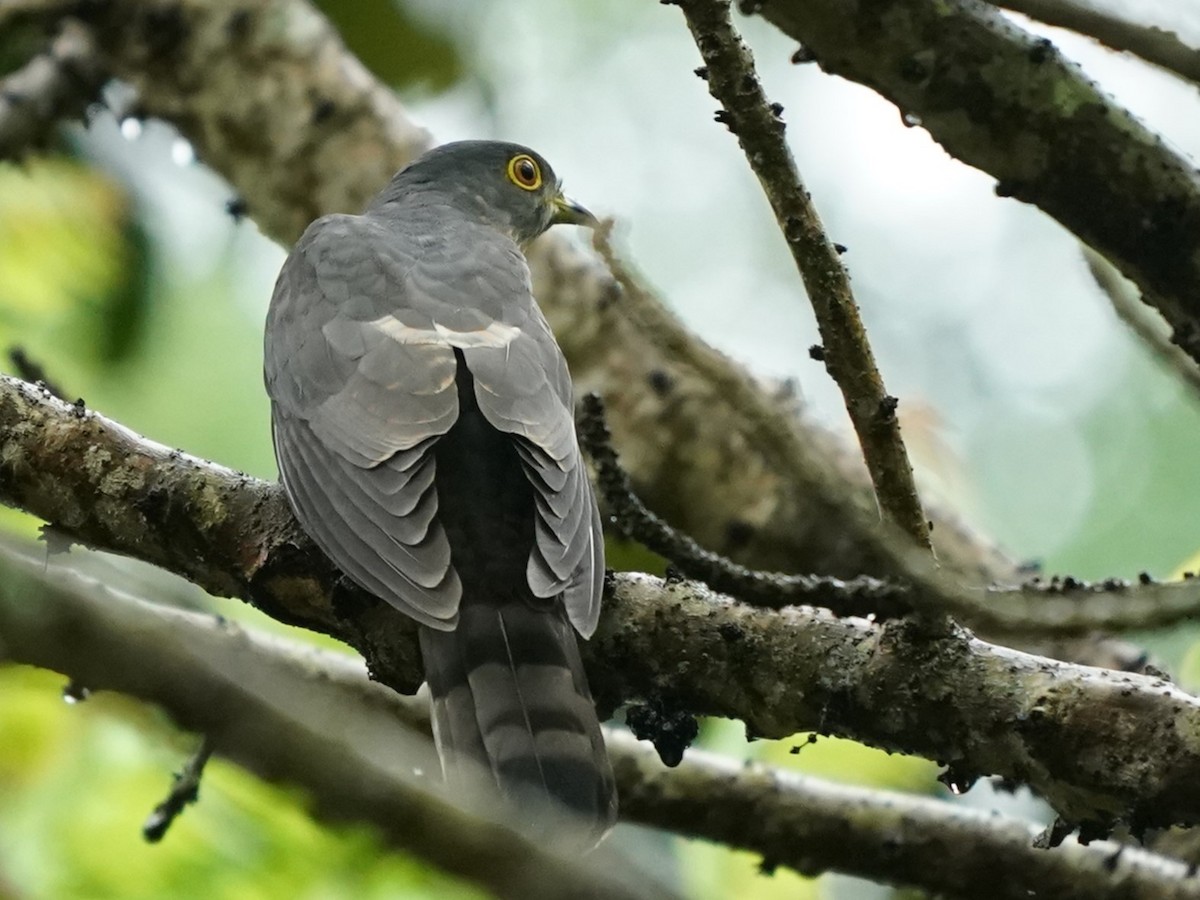 Hodgson's Hawk-Cuckoo - Keng Keok Neo