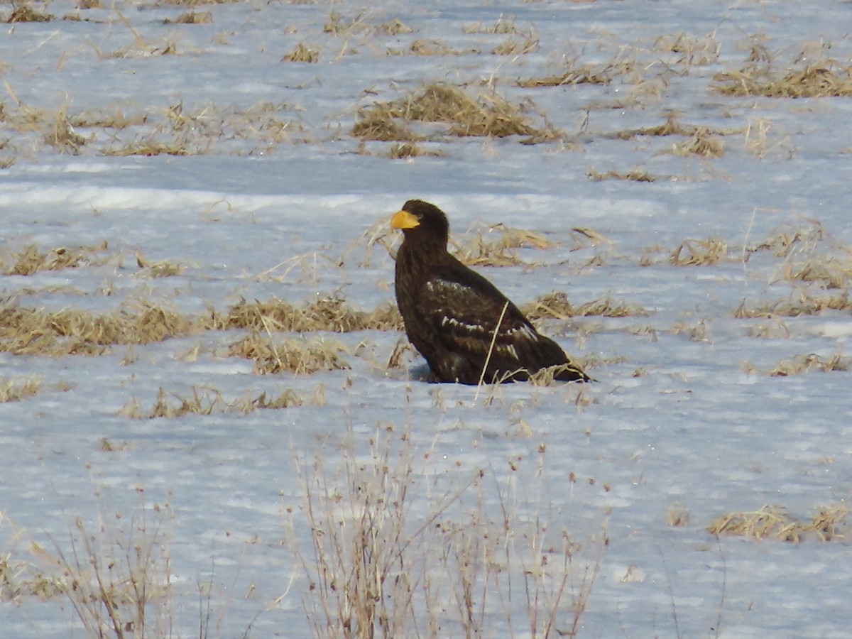 Steller's Sea-Eagle - Rita Souza