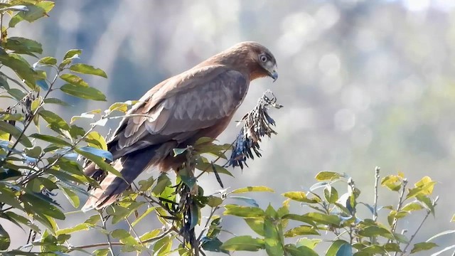 Himalayan Buzzard - ML615706606