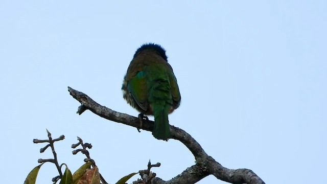 Great Barbet - ML615706610