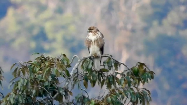 Himalayan Buzzard - ML615706612