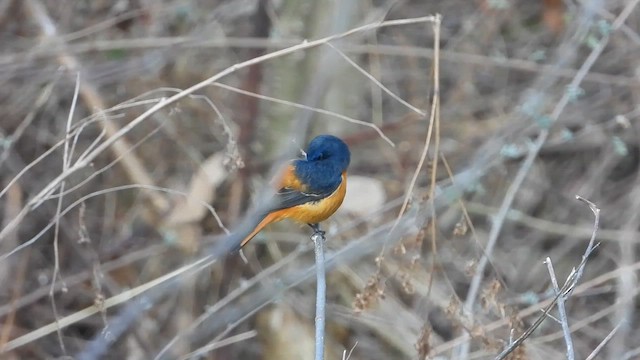 Rougequeue à front bleu - ML615706613