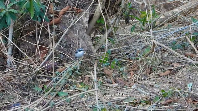 Gray Bushchat - ML615706618