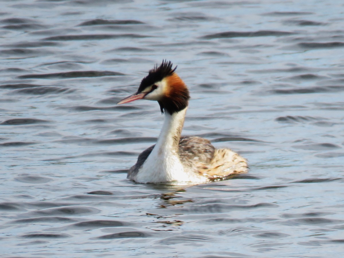 Great Crested Grebe - ML615706621