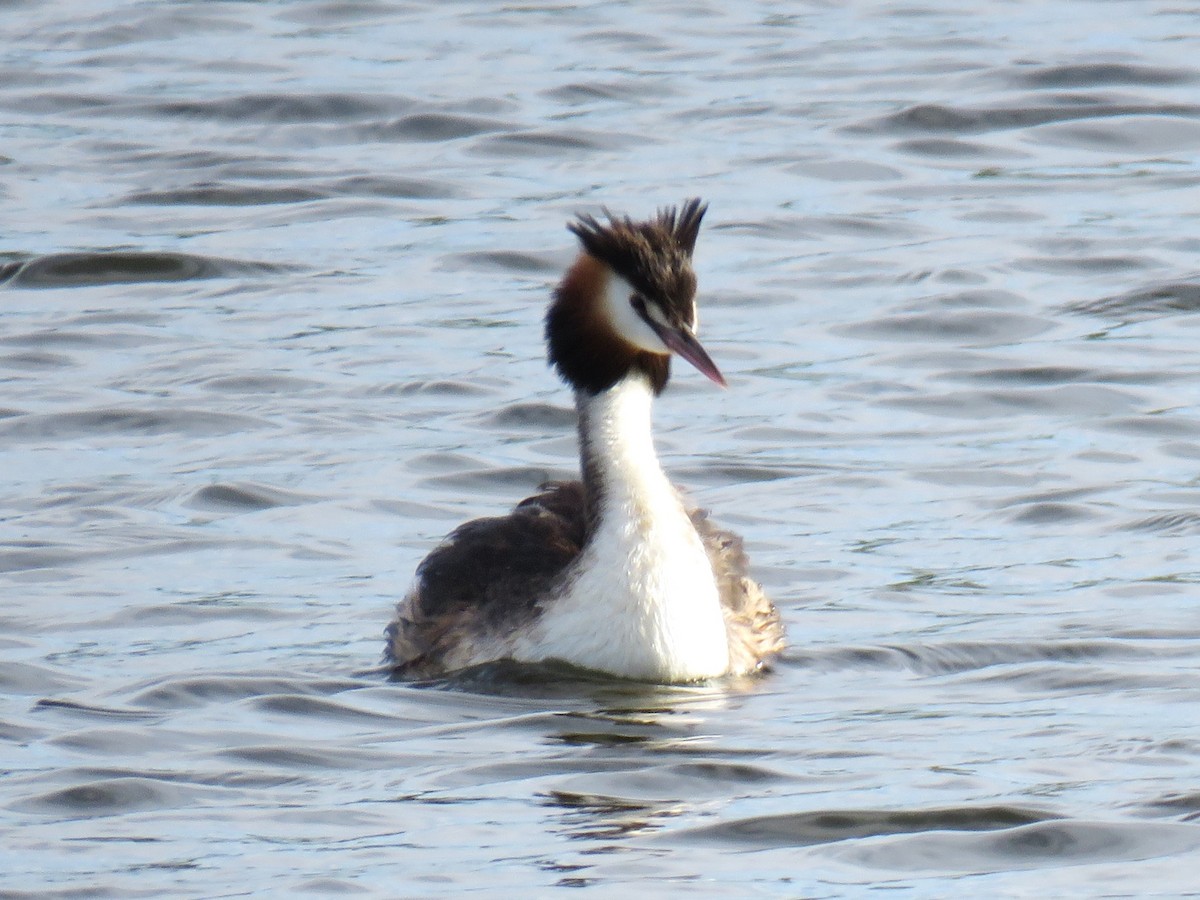 Great Crested Grebe - ML615706624