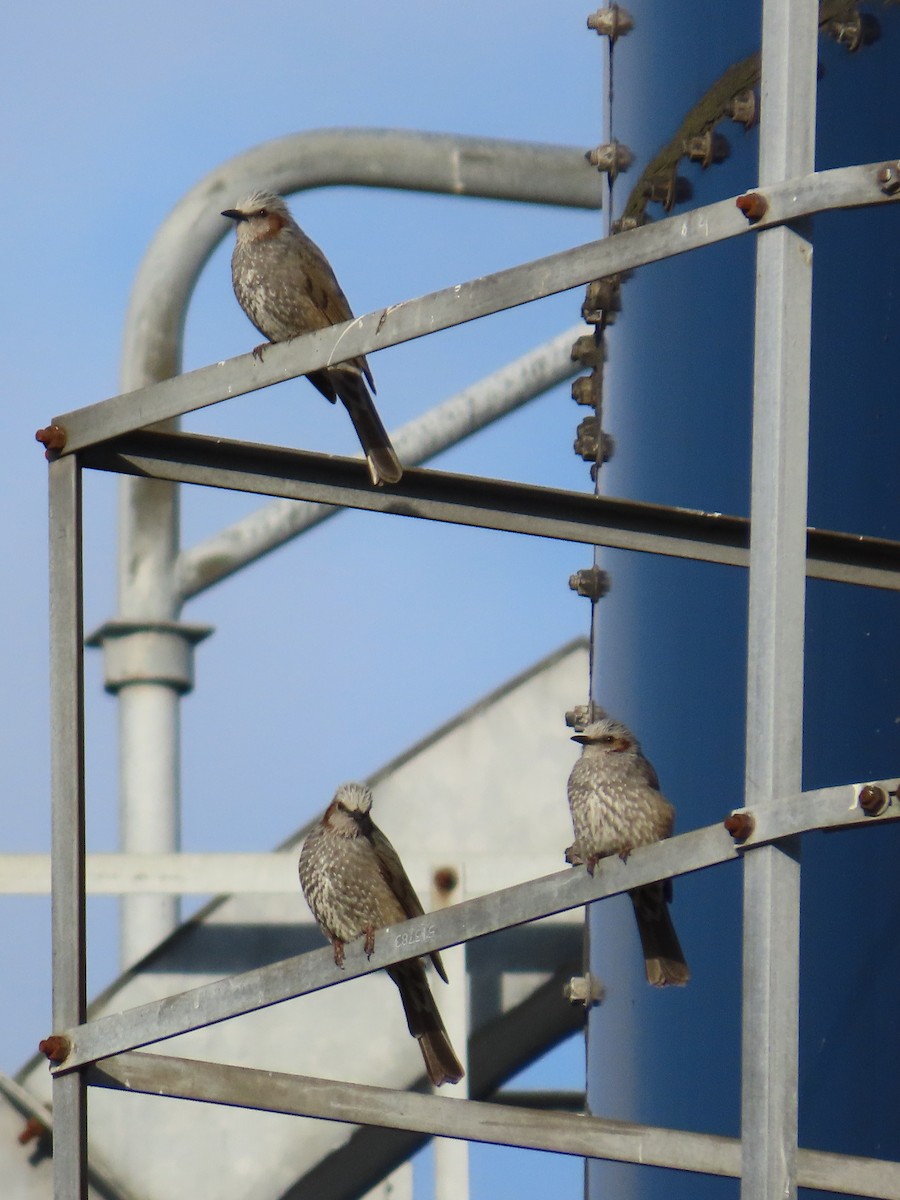 Brown-eared Bulbul - Rita Souza