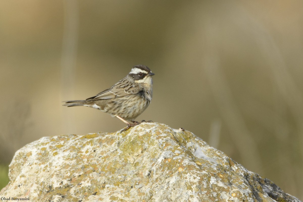 Radde's Accentor - ML615706741