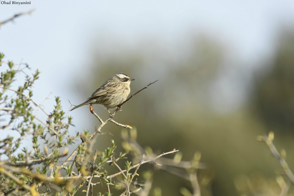 Radde's Accentor - ML615706743