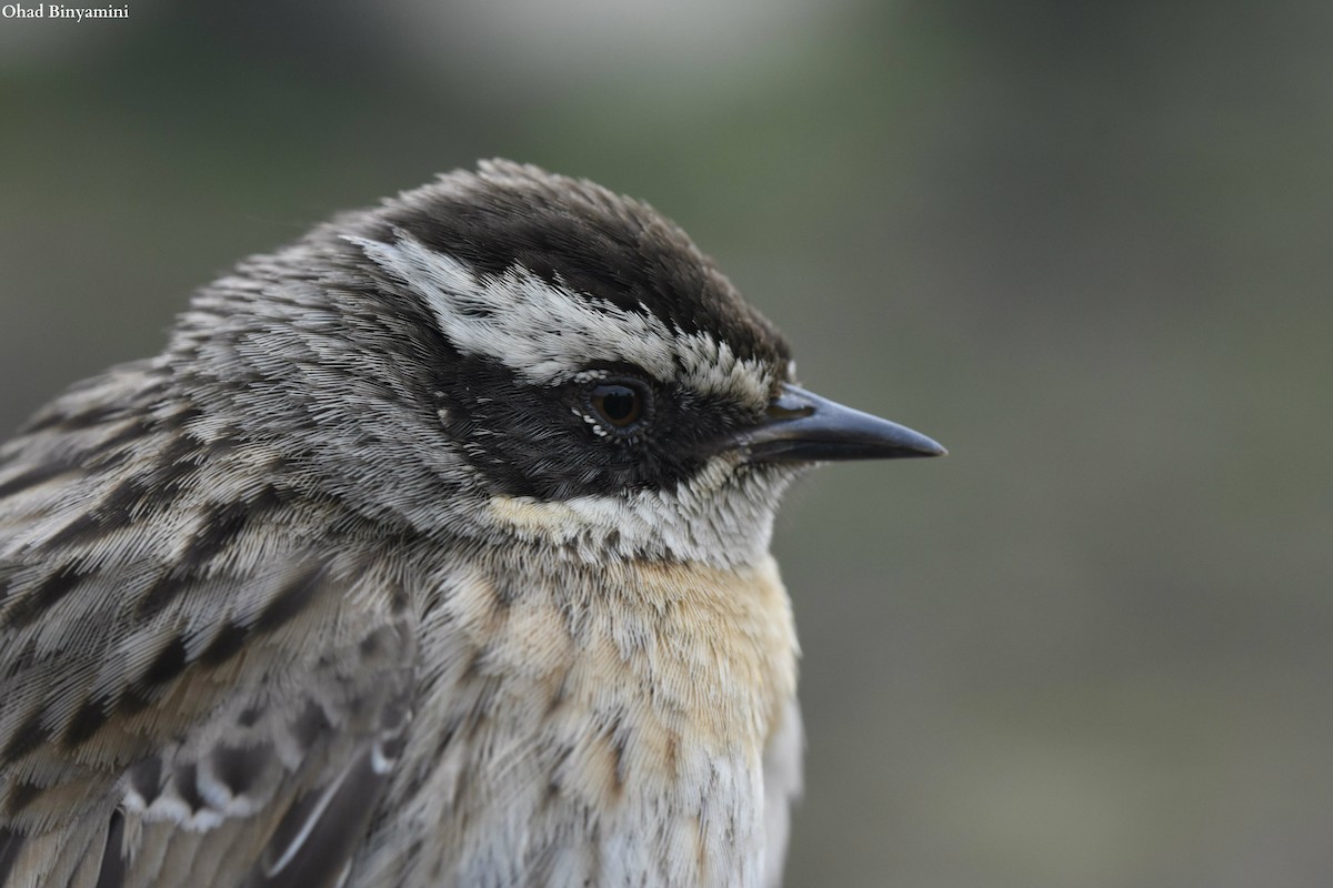 Radde's Accentor - ML615706744