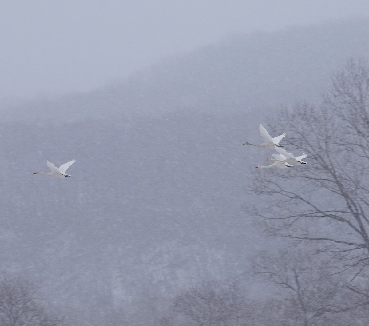 Whooper Swan - ML615706795