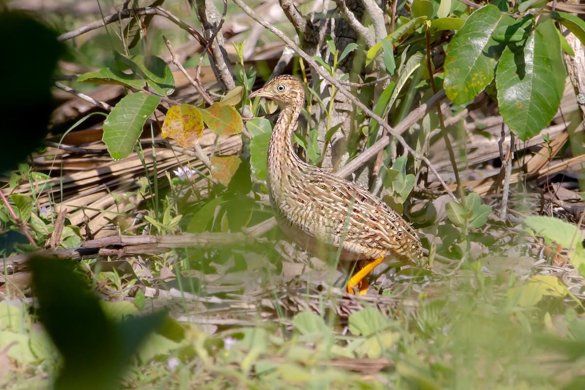 White-bellied Nothura - ML615706827