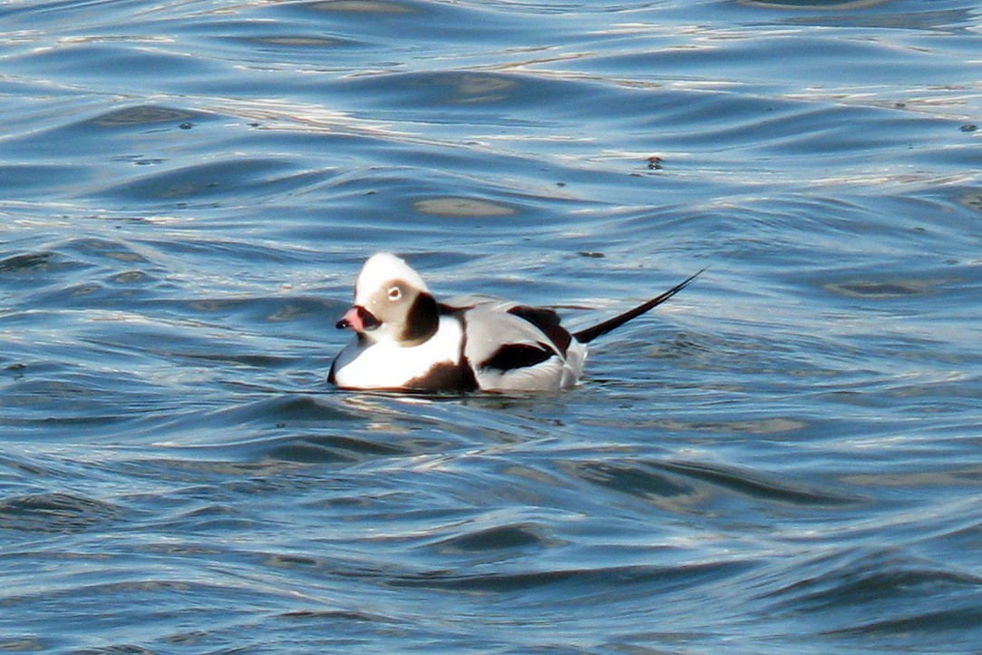 Long-tailed Duck - ML615706922