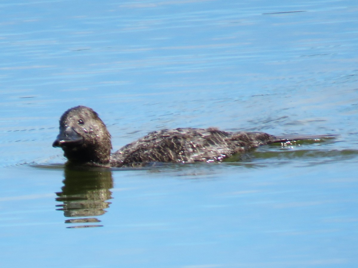 Musk Duck - ML615706955