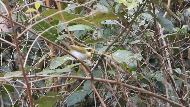 Mosquitero Carinegro - ML615706992