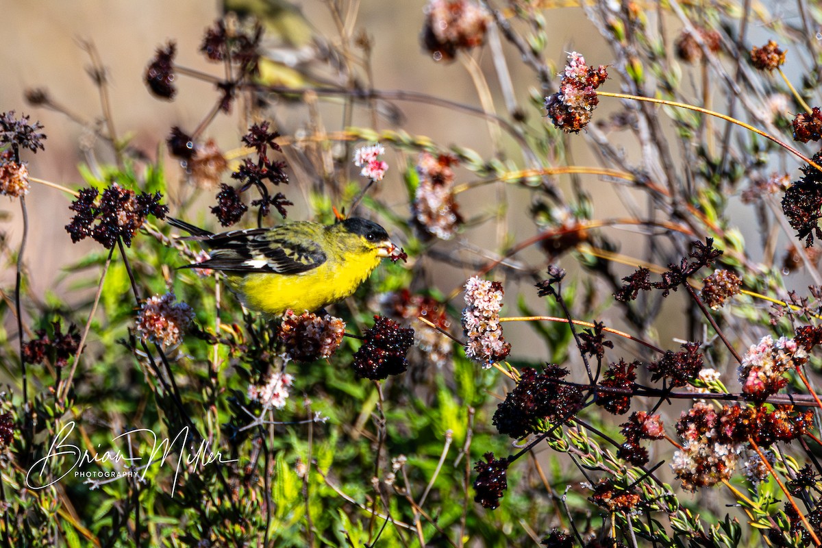 Lesser Goldfinch - ML615707064