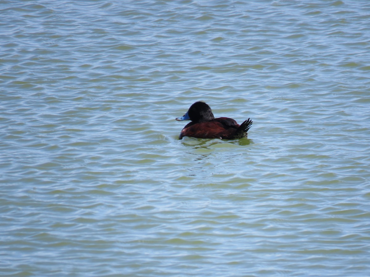 Blue-billed Duck - Michel Turcot