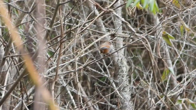 Brown-throated Fulvetta - ML615707116