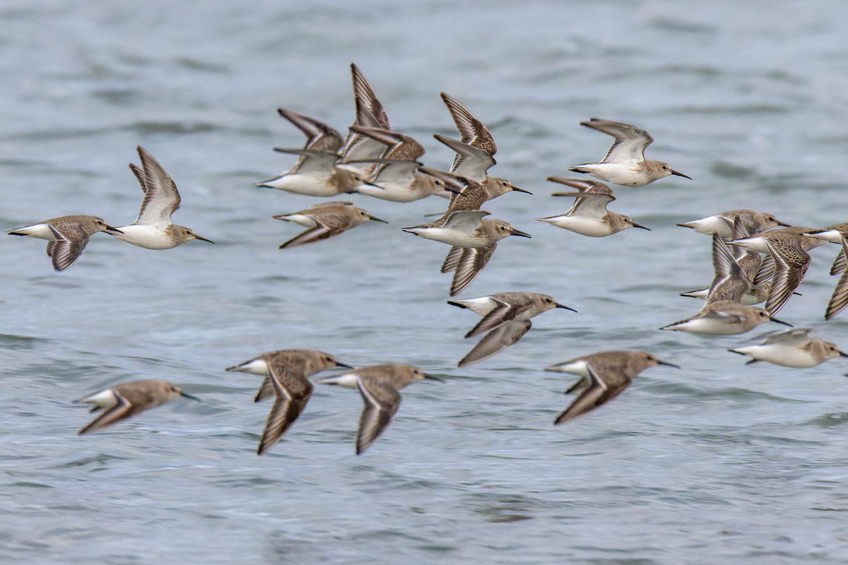 Dunlin - ML615707117