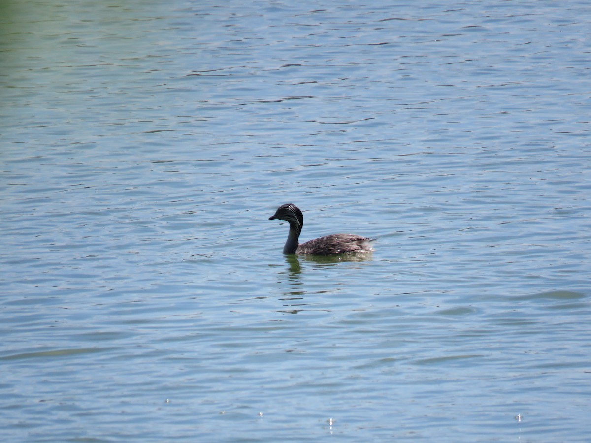 Hoary-headed Grebe - ML615707281