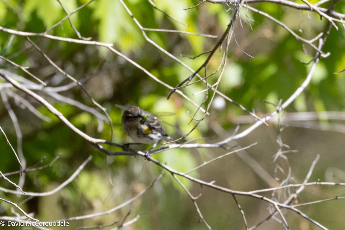 Yellow-rumped Warbler (Myrtle) - ML615707311