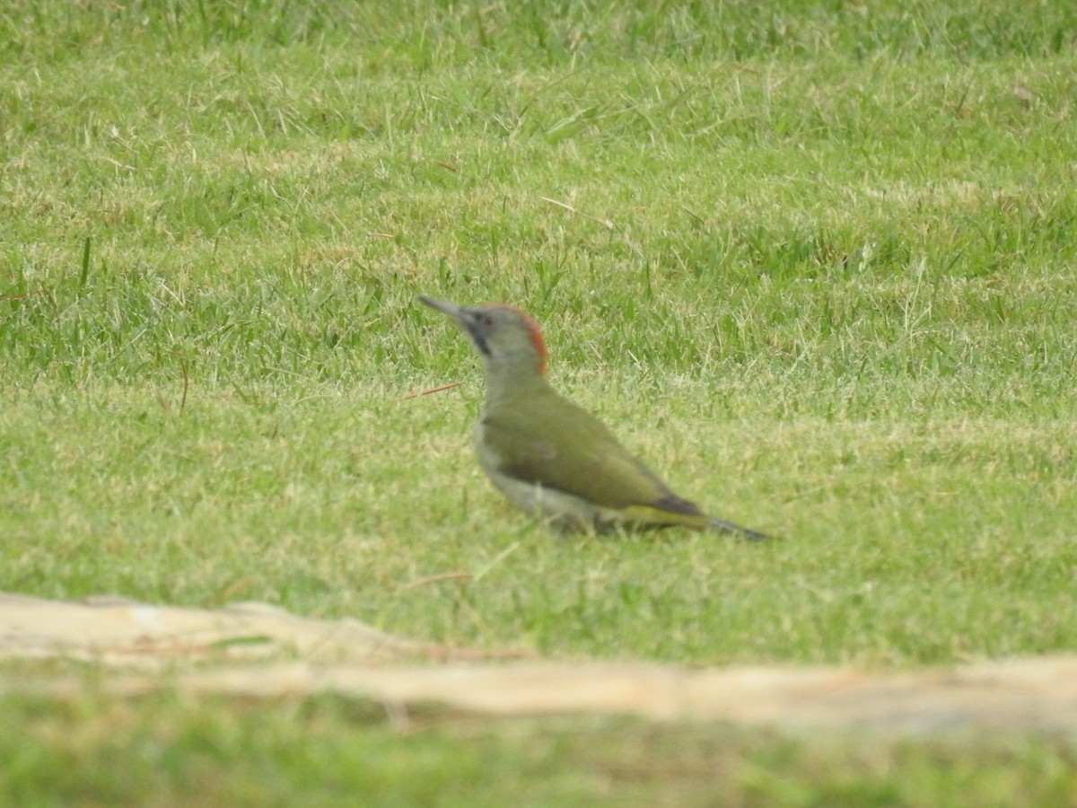 Iberian Green Woodpecker - ML615707358