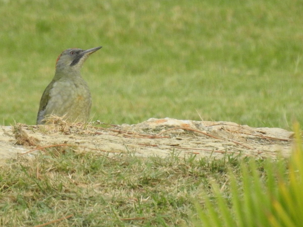 Iberian Green Woodpecker - ML615707359