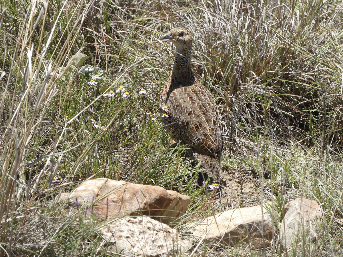 Francolin à ailes grises - ML615707653