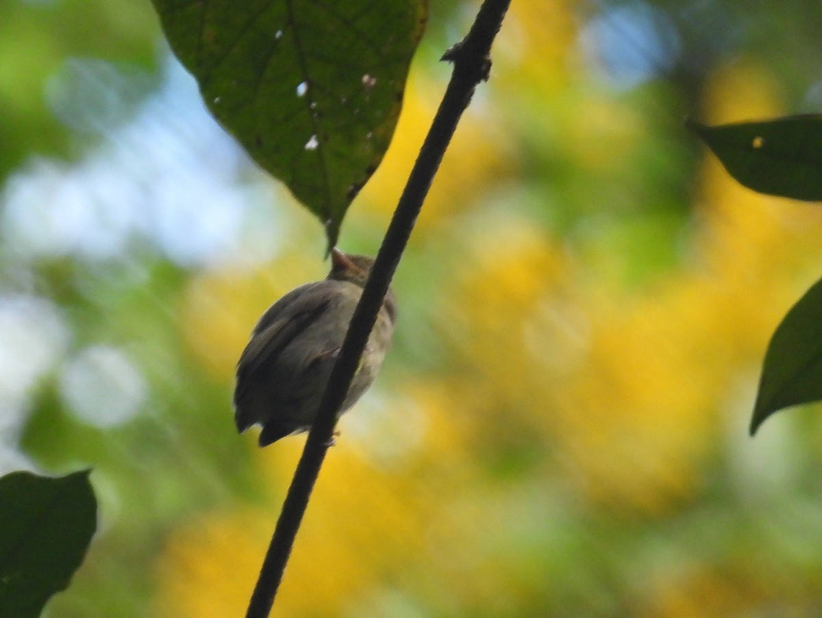 McConnell's Flycatcher - bob butler