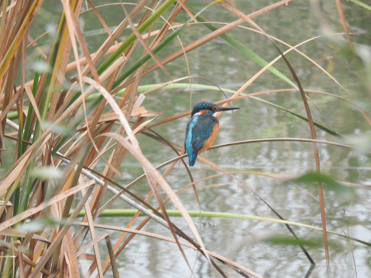 Martin-pêcheur d'Europe - ML615707693