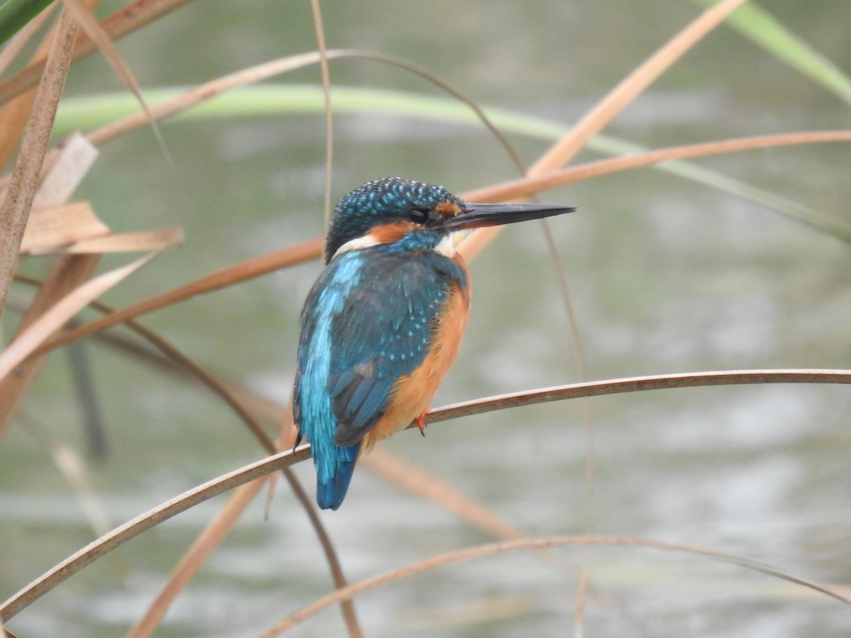 Common Kingfisher - ML615707694