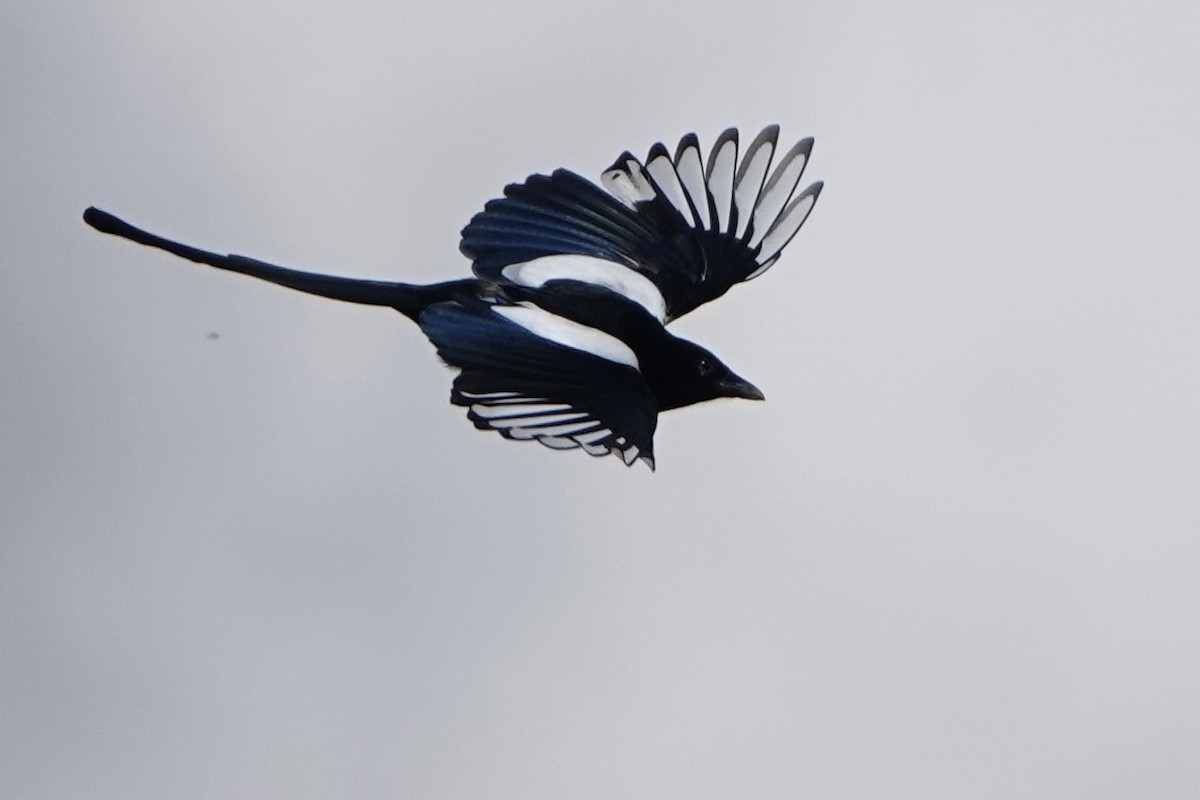 Eurasian Magpie - ML615707731