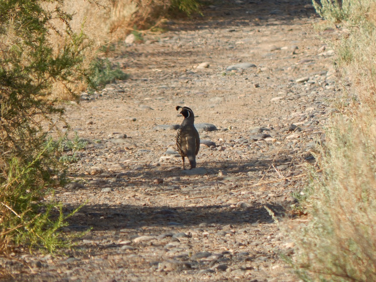 California Quail - Tiziano Luka