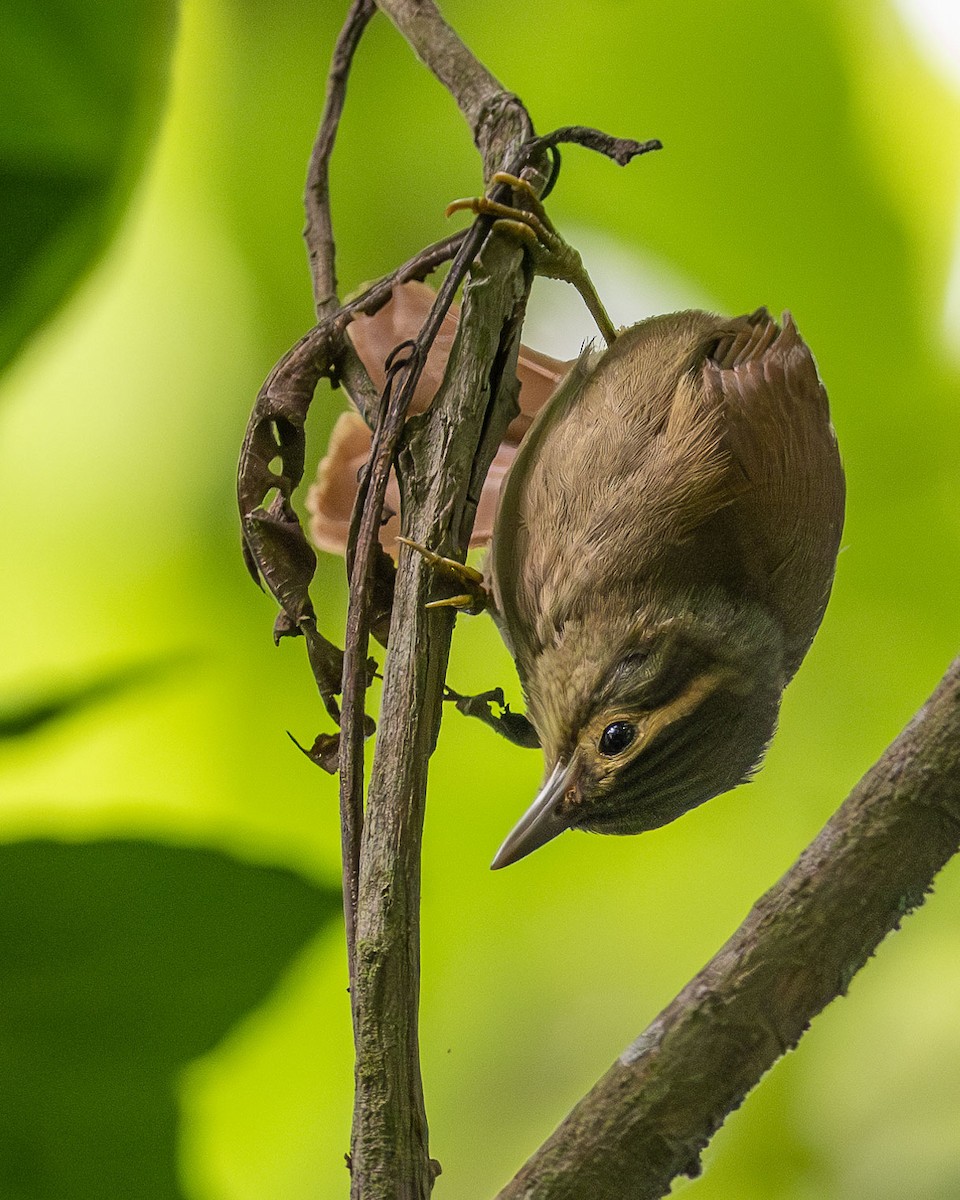 Scaly-throated Foliage-gleaner - ML615707832